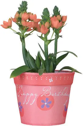Happy Birthday Themed Flower Pot Sleeve 1
