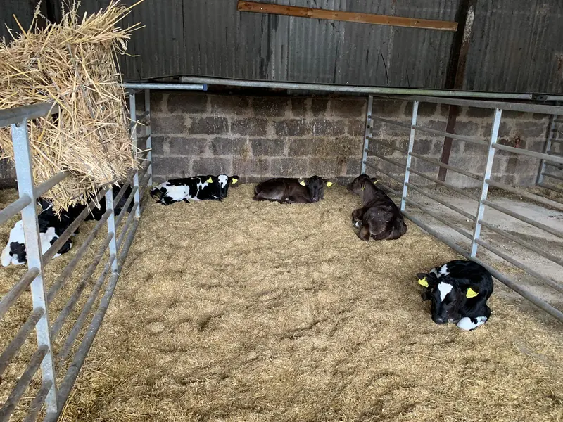 Pruex Barn Base Layer – 40-Bale Bulk Pack 1